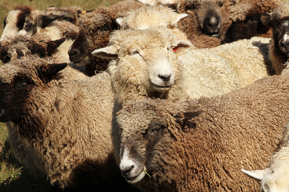 Romney sheep of various colors
